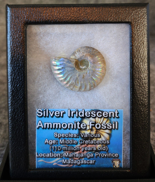 Beautiful, 1.29" Silver Iridescent Ammonite - Madagascar
