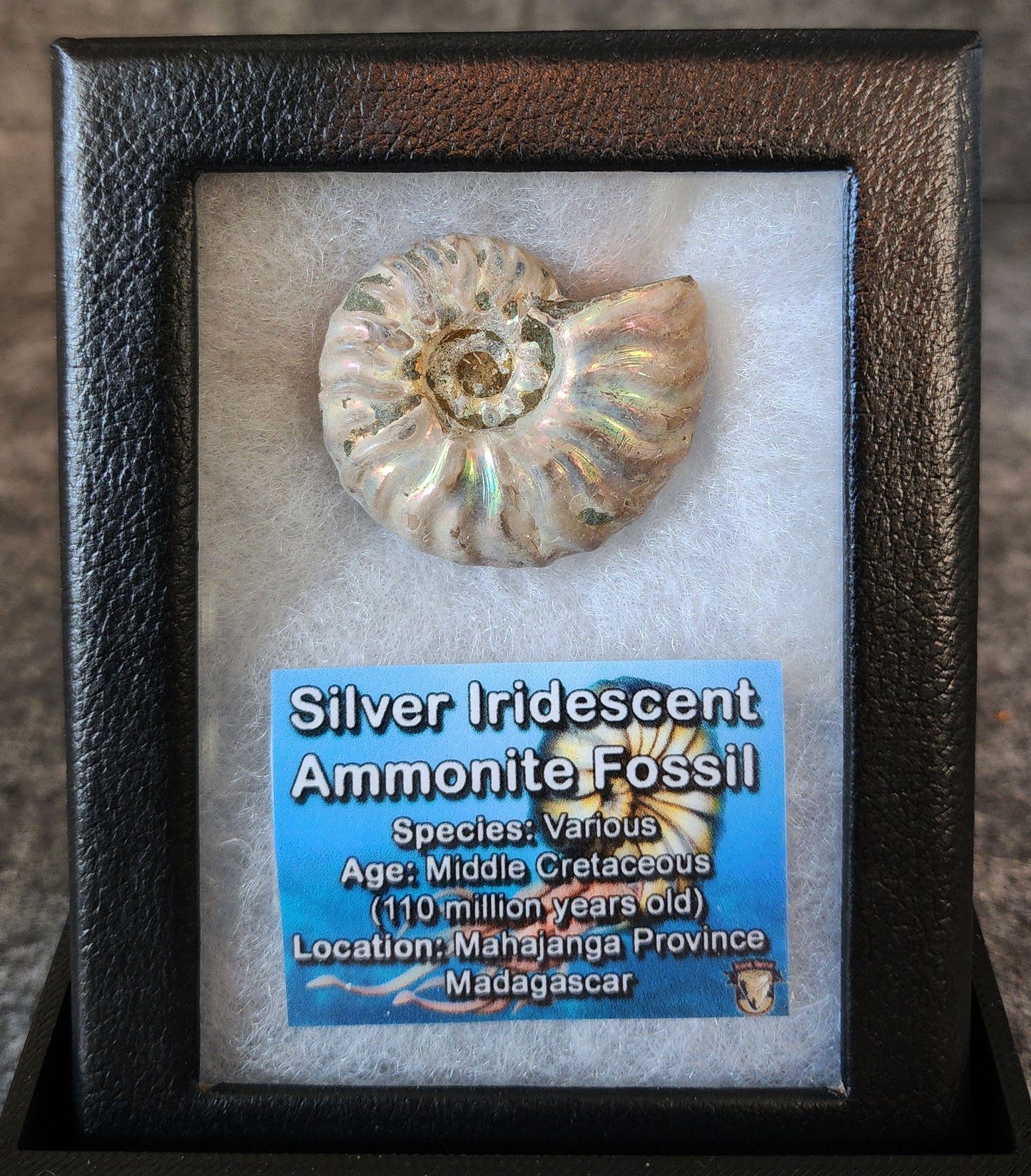 Beautiful, 1.44" Silver Iridescent Ammonite - Madagascar