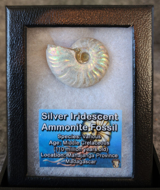 Beautiful, 1.46" Silver Iridescent Ammonite - Madagascar