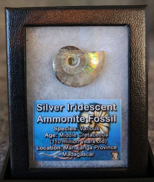 Beautiful, 1.27" Silver Iridescent Ammonite - Madagascar