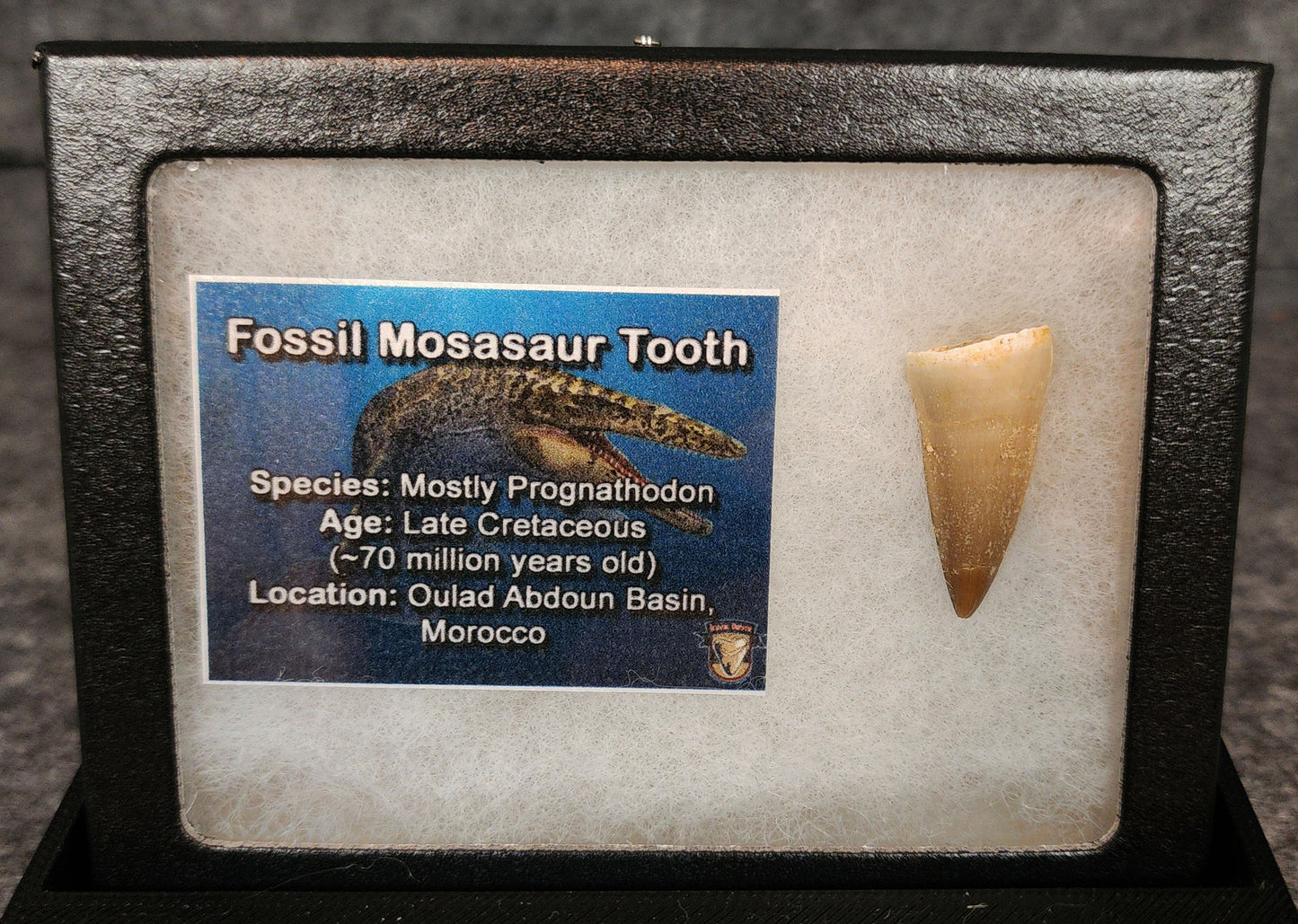 Authentic, 1.10" Mosasaur Tooth - Morocco
