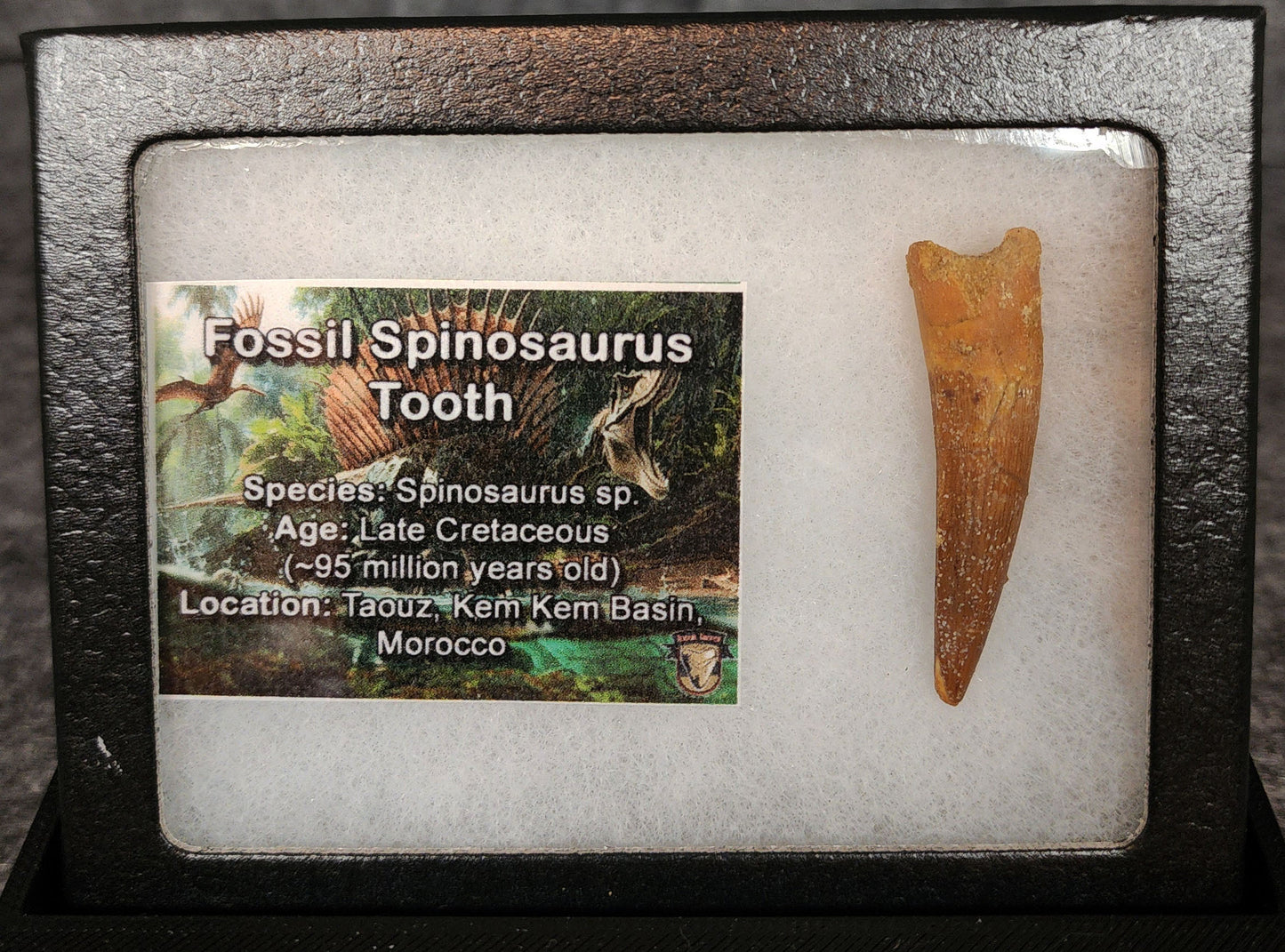Authentic, 1.72" Spinosaurus Dinosaur Tooth - Morocco
