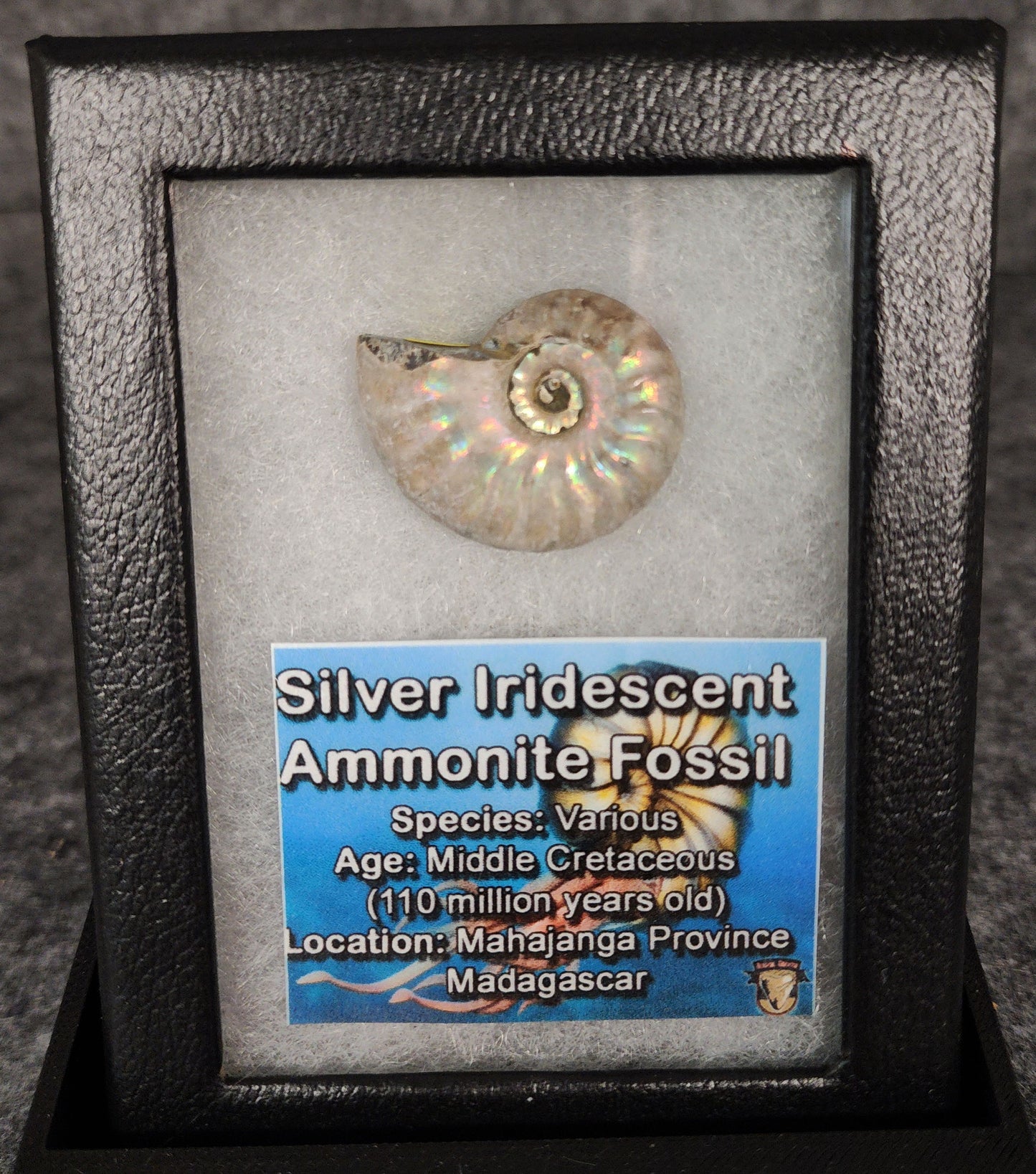 Beautiful, 1.16" Silver Iridescent Ammonite - Madagascar