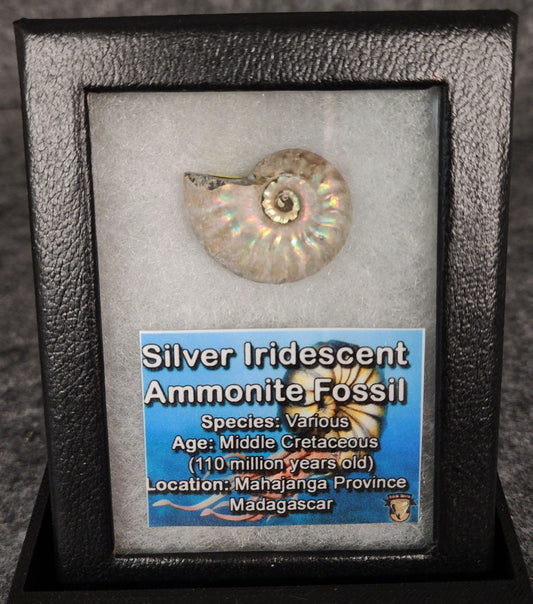 Beautiful, 1.16" Silver Iridescent Ammonite - Madagascar