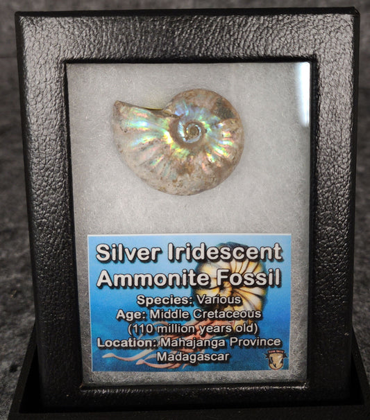Beautiful, 1.32" Silver Iridescent Ammonite - Madagascar