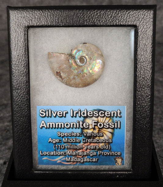 Beautiful, 1.32" Silver Iridescent Ammonite - Madagascar