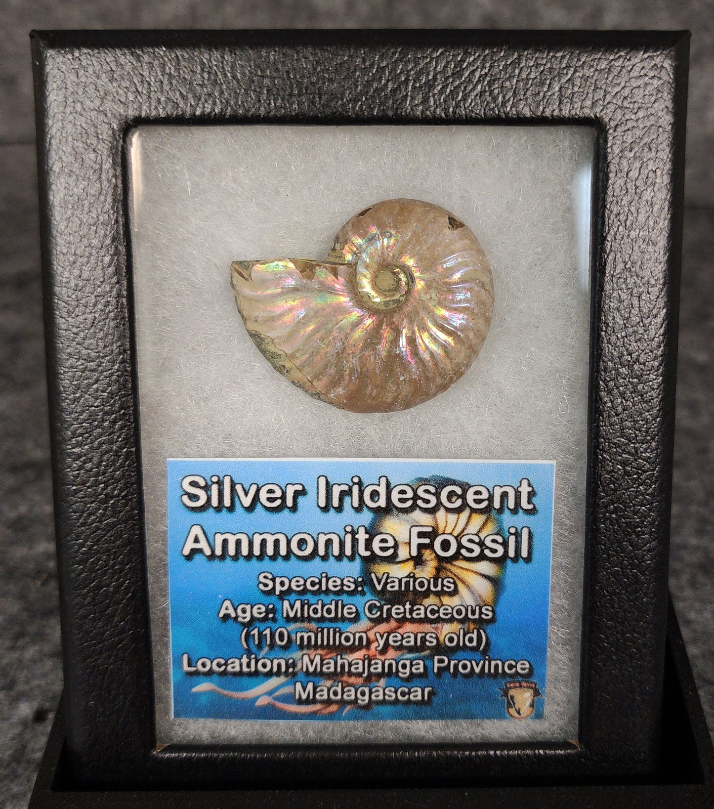 Beautiful, 1.40" Silver Iridescent Ammonite - Madagascar