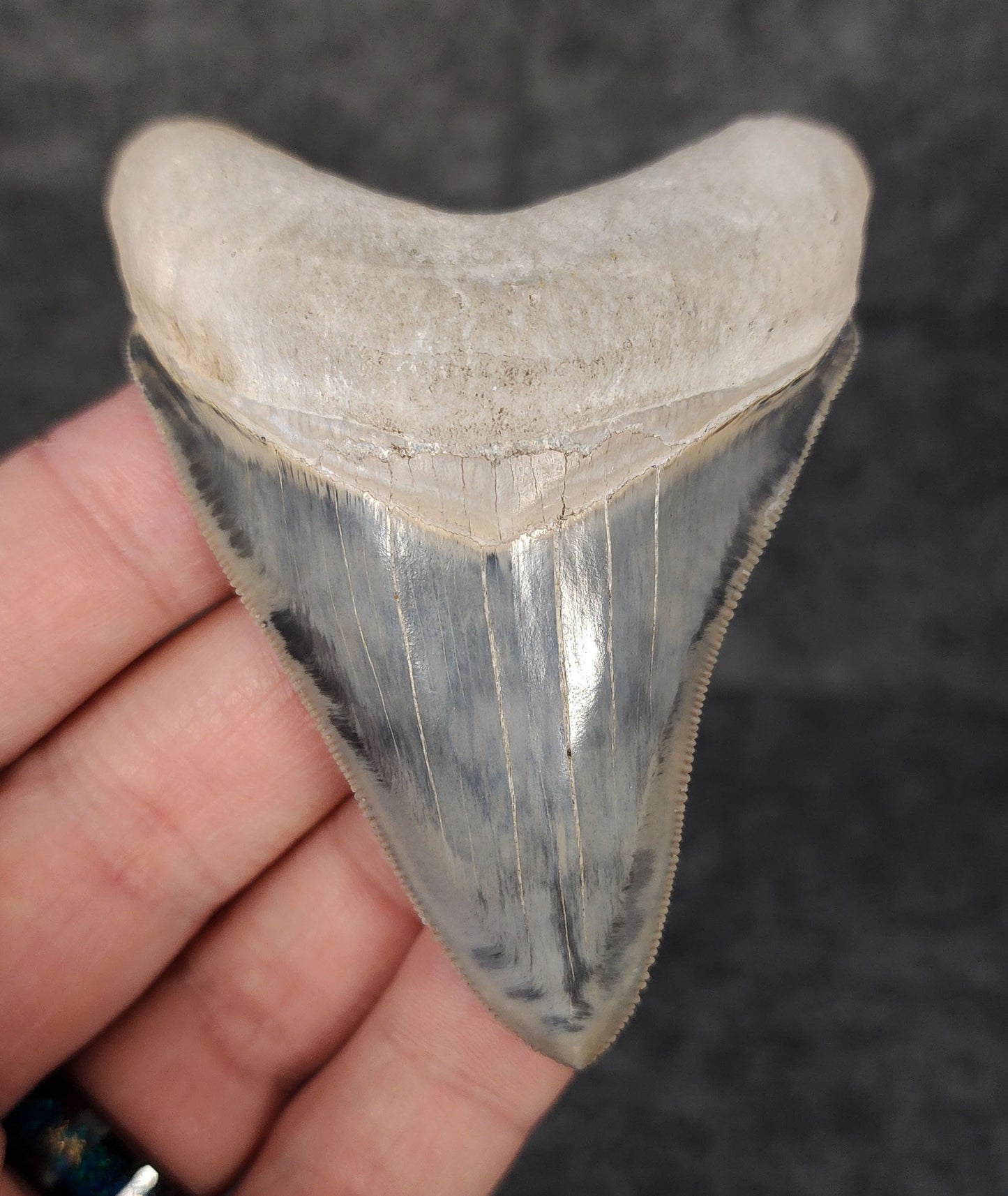 High Quality, 3.05" Fossil Megalodon Tooth - Bone Valley, Florida