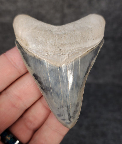 High Quality, 3.05" Fossil Megalodon Tooth - Bone Valley, Florida