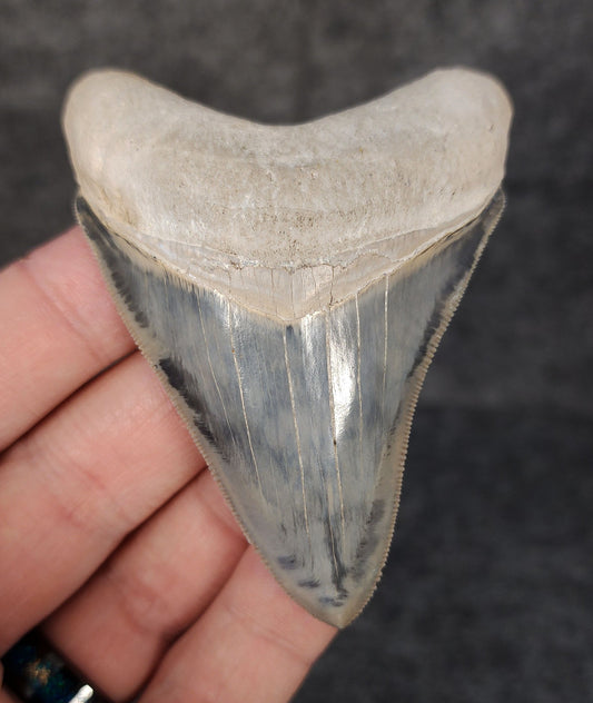 High Quality, 3.05" Fossil Megalodon Tooth - Bone Valley, Florida