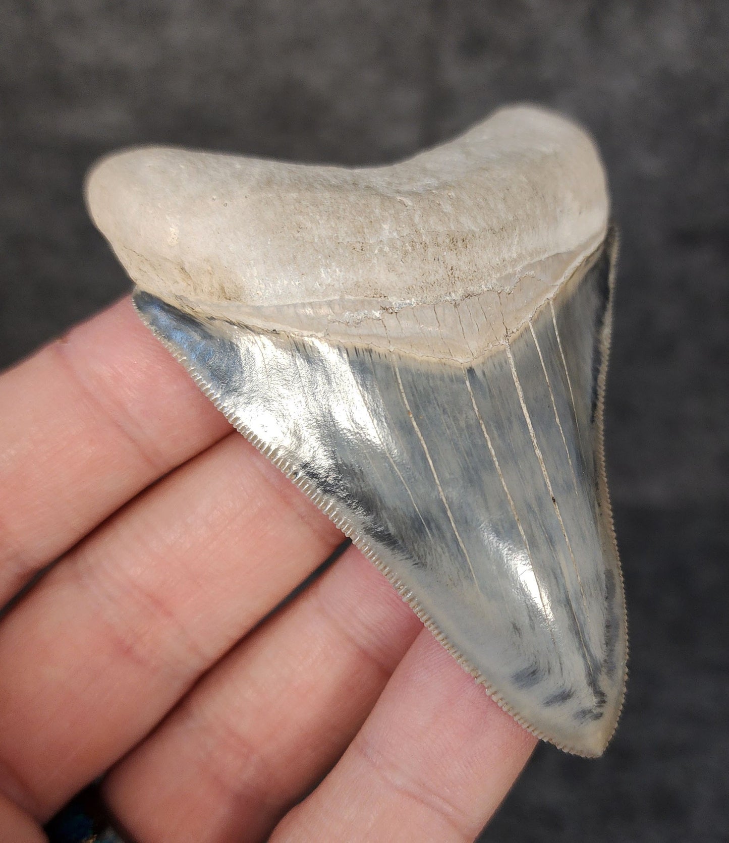 High Quality, 3.05" Fossil Megalodon Tooth - Bone Valley, Florida