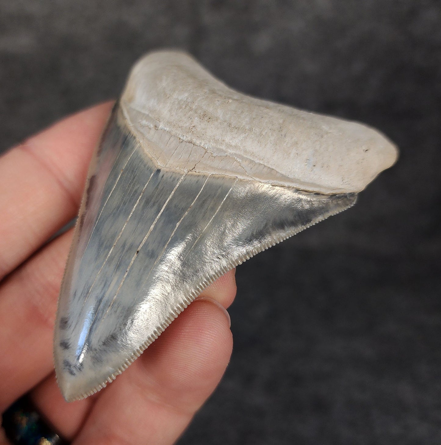 High Quality, 3.05" Fossil Megalodon Tooth - Bone Valley, Florida