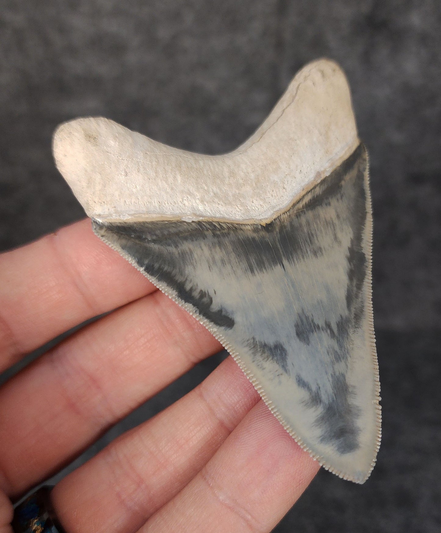High Quality, 3.05" Fossil Megalodon Tooth - Bone Valley, Florida