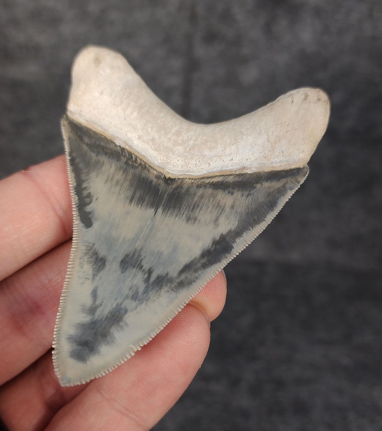 High Quality, 3.05" Fossil Megalodon Tooth - Bone Valley, Florida