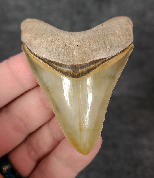 High Quality, 2.66" Fossil Megalodon Tooth - Bone Valley, Florida