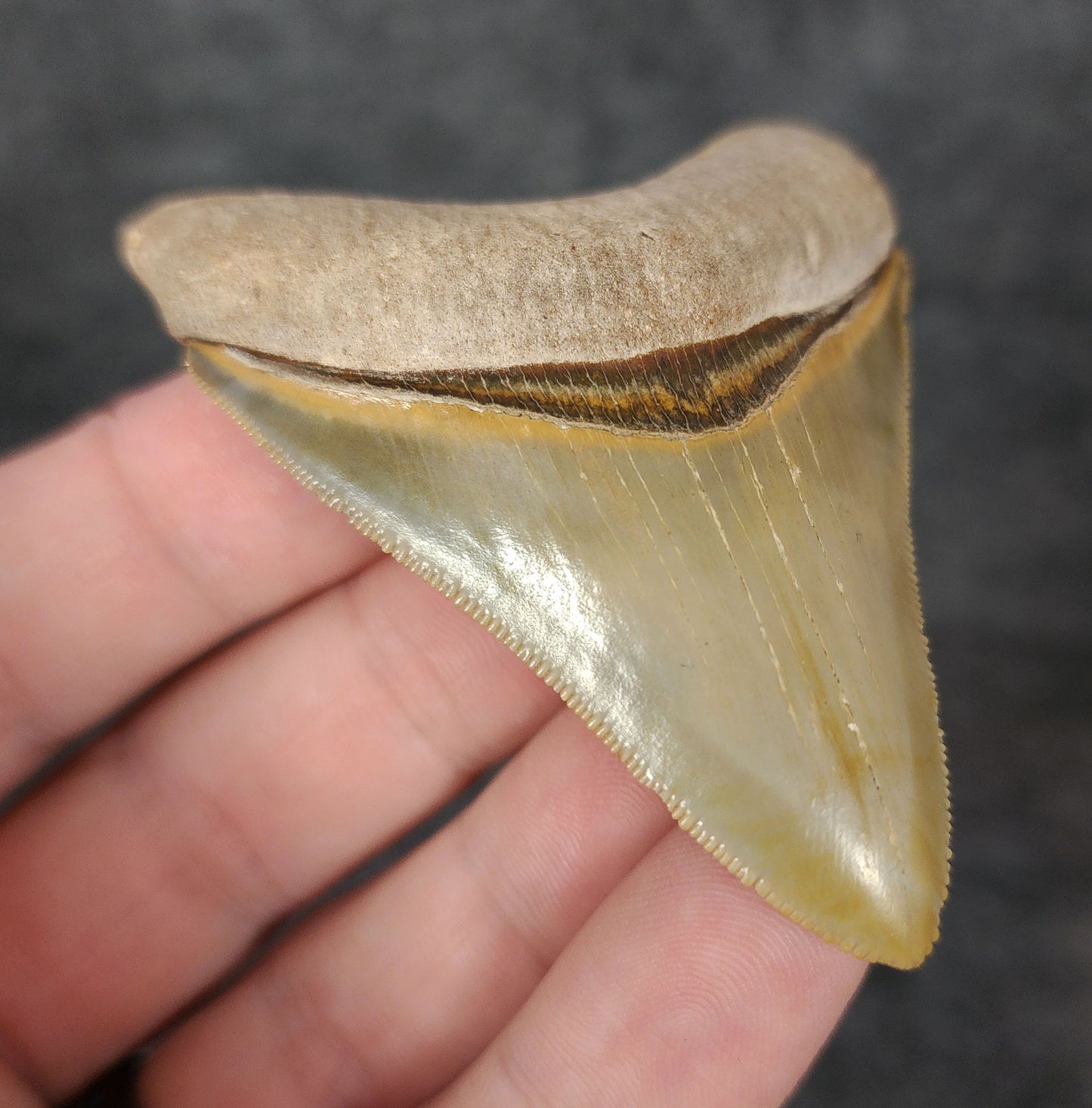 High Quality, 2.66" Fossil Megalodon Tooth - Bone Valley, Florida