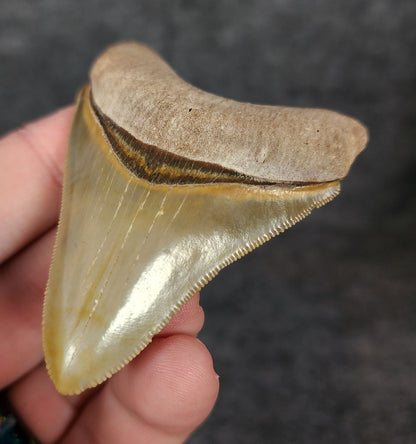 High Quality, 2.66" Fossil Megalodon Tooth - Bone Valley, Florida