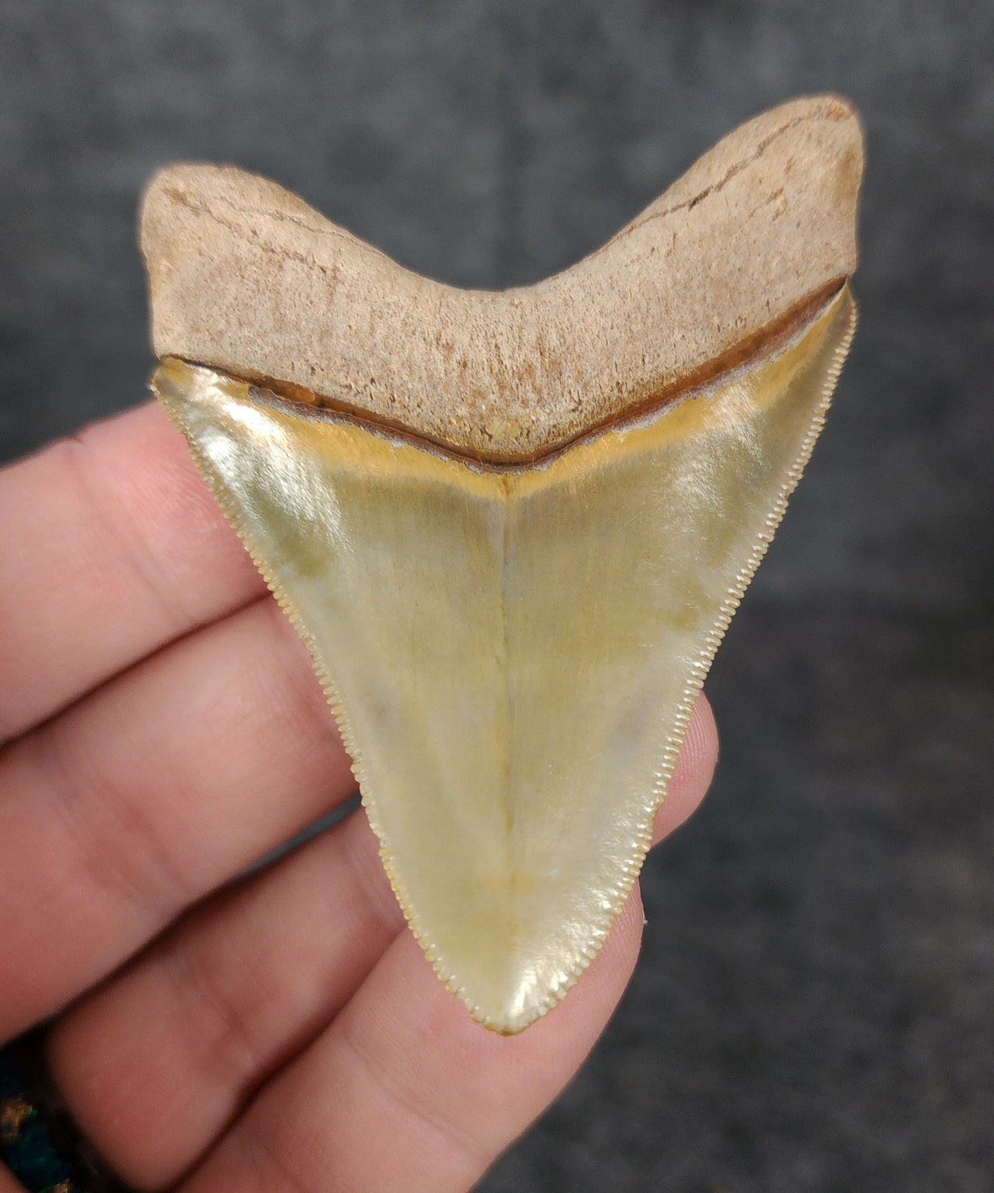 High Quality, 2.66" Fossil Megalodon Tooth - Bone Valley, Florida