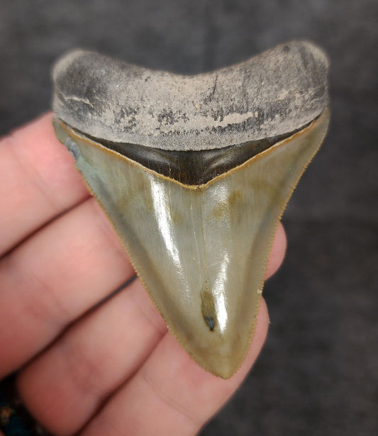 High Quality, 2.53" Fossil Megalodon Tooth - Bone Valley, Florida