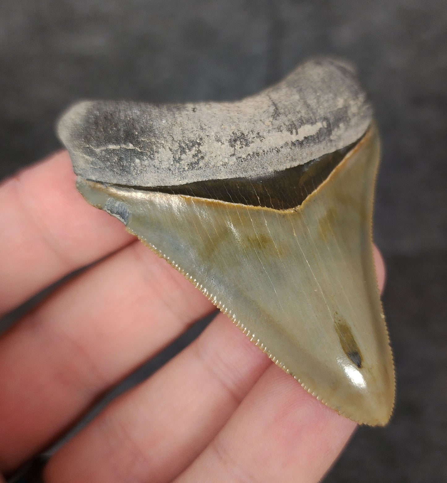 High Quality, 2.53" Fossil Megalodon Tooth - Bone Valley, Florida