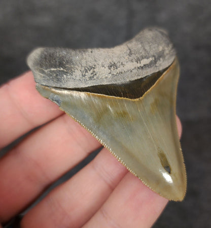 High Quality, 2.53" Fossil Megalodon Tooth - Bone Valley, Florida