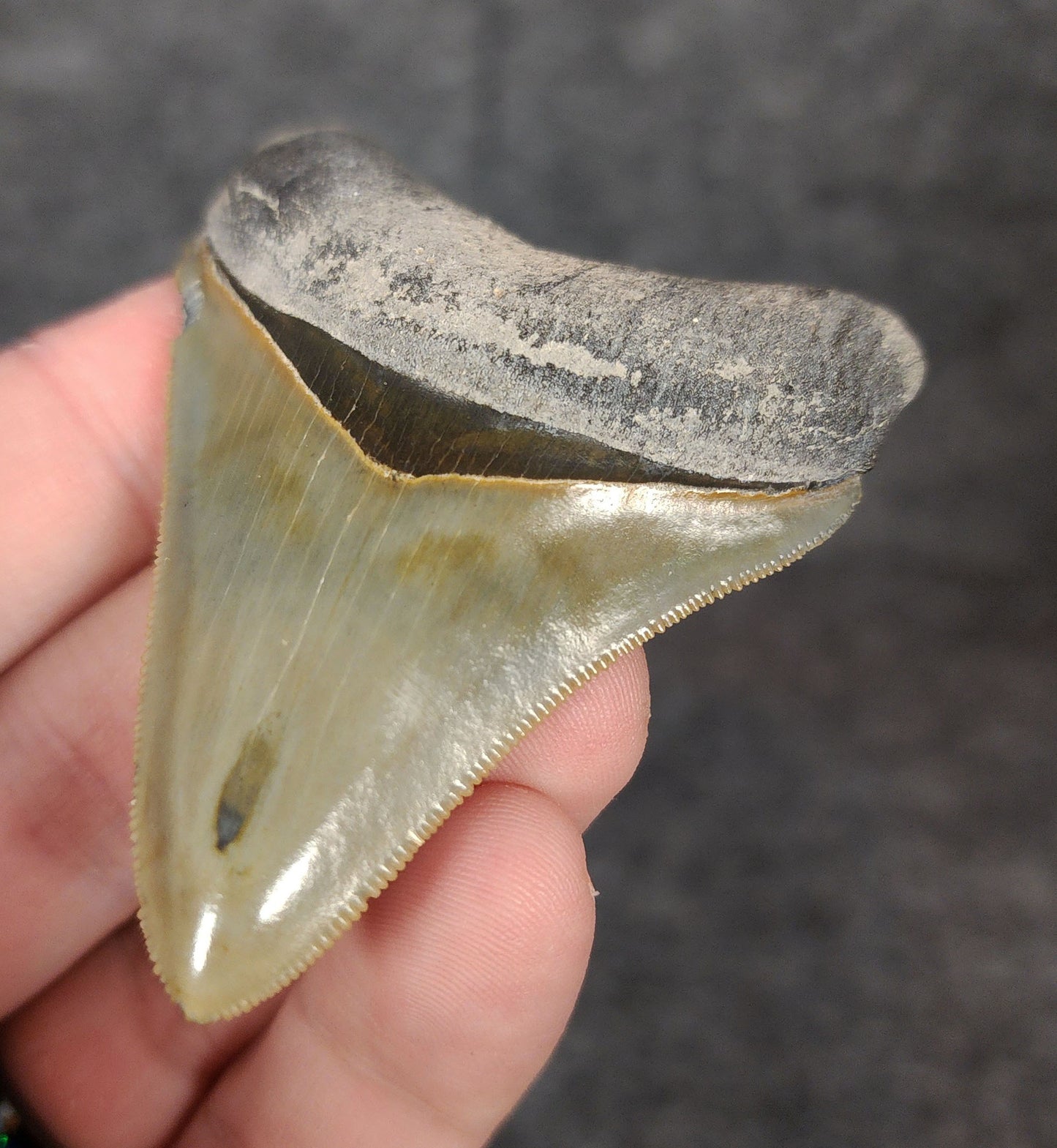High Quality, 2.53" Fossil Megalodon Tooth - Bone Valley, Florida