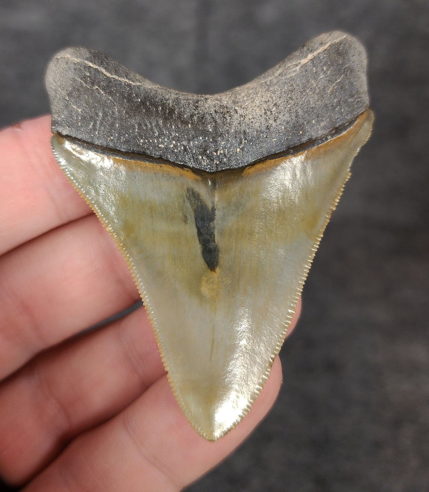 High Quality, 2.53" Fossil Megalodon Tooth - Bone Valley, Florida