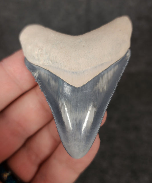 High Quality, 2.59" Fossil Megalodon Tooth - Bone Valley, Florida