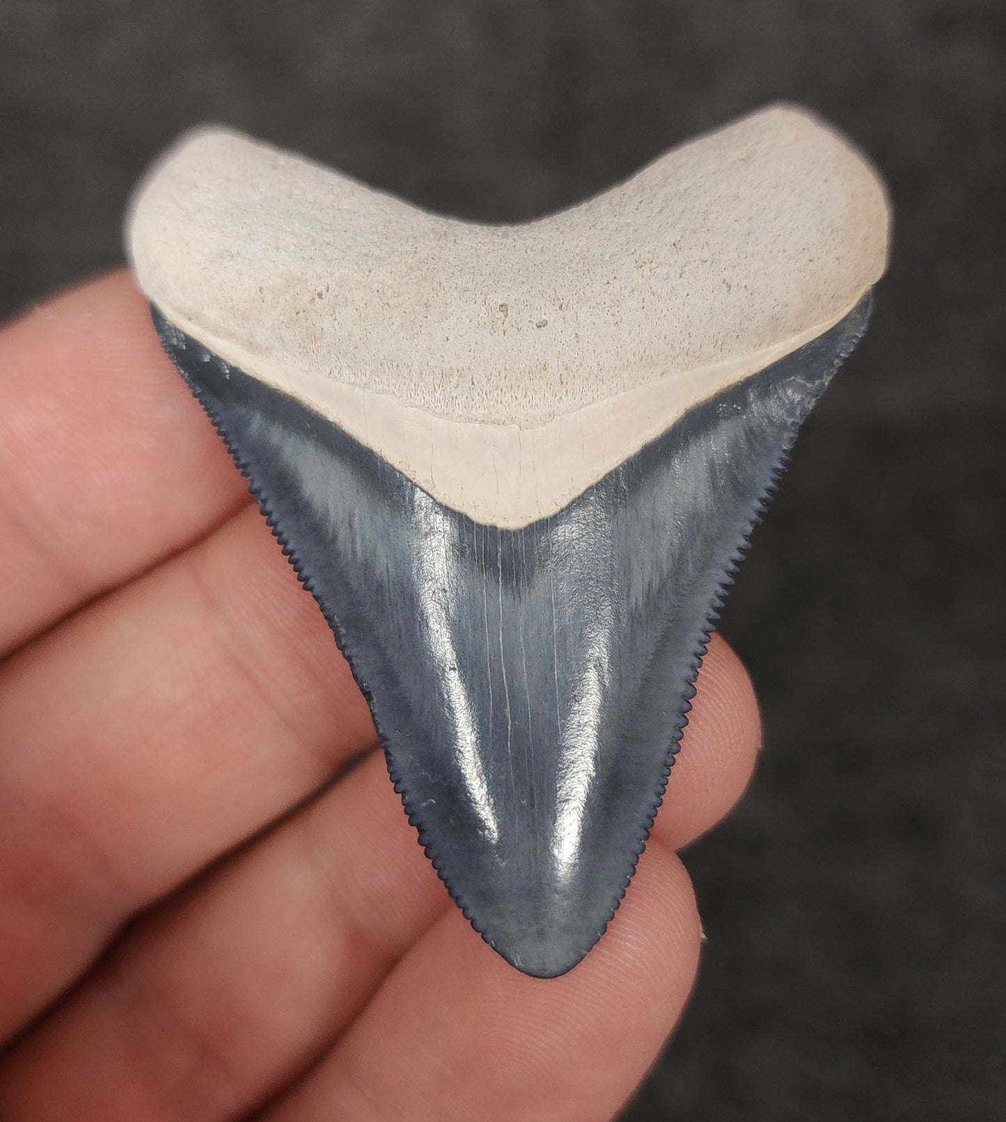 High Quality, 2.15" Fossil Megalodon Tooth - Bone Valley, Florida