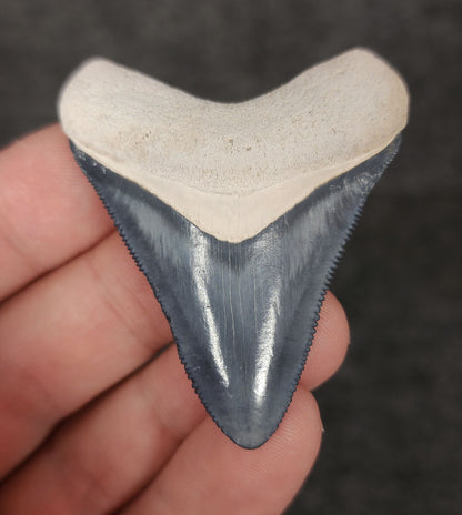 High Quality, 2.15" Fossil Megalodon Tooth - Bone Valley, Florida