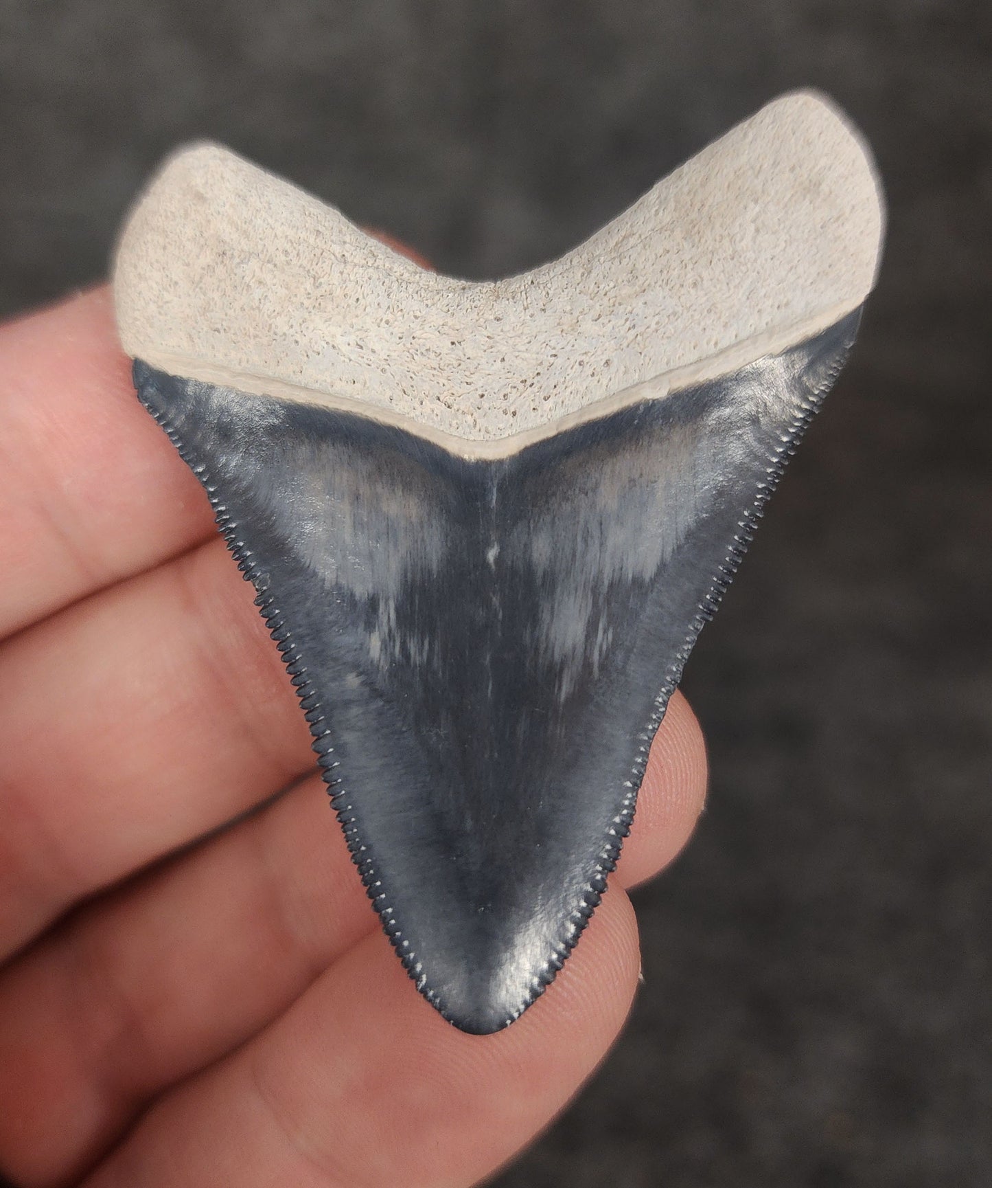High Quality, 2.15" Fossil Megalodon Tooth - Bone Valley, Florida