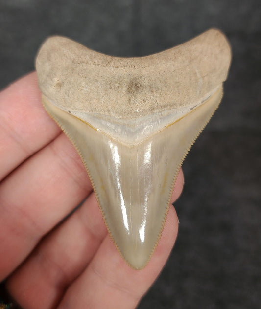 High Quality, 2.46" Fossil Megalodon Tooth - Bone Valley, Florida