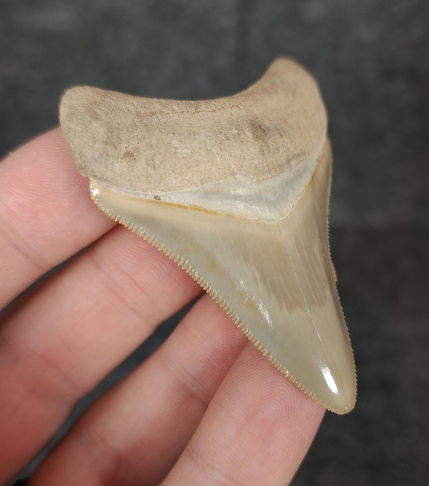 High Quality, 2.46" Fossil Megalodon Tooth - Bone Valley, Florida