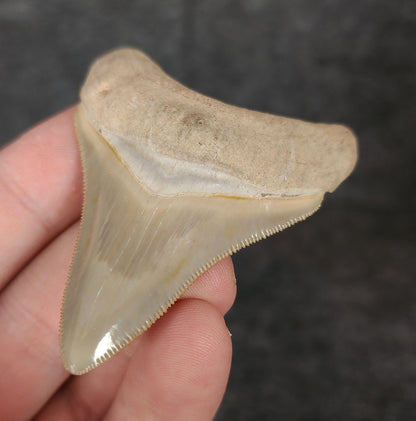 High Quality, 2.46" Fossil Megalodon Tooth - Bone Valley, Florida