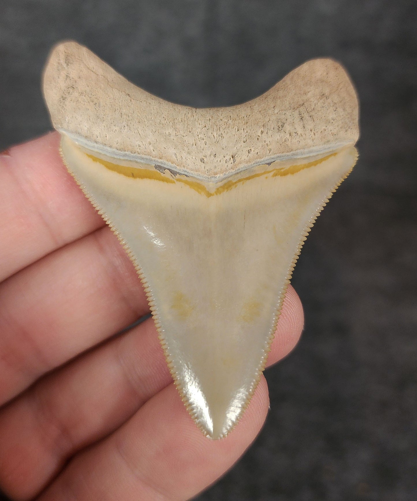 High Quality, 2.46" Fossil Megalodon Tooth - Bone Valley, Florida
