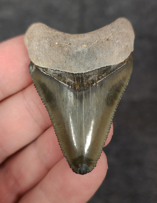 Authentic, 2.03" Fossil Megalodon Tooth - Bone Valley, Florida