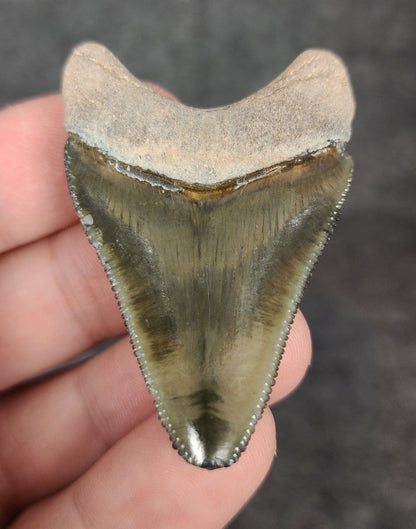Authentic, 2.03" Fossil Megalodon Tooth - Bone Valley, Florida