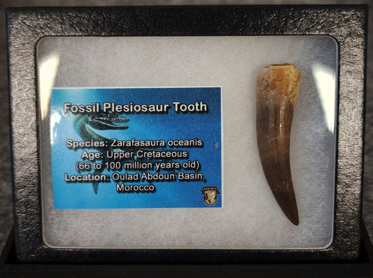 Authentic, 2.10" Plesiosaur Tooth - Morocco