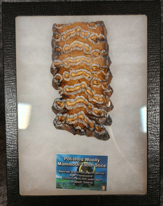 Authentic, 4.91" Polished Mammoth Tooth Slice - Siberia