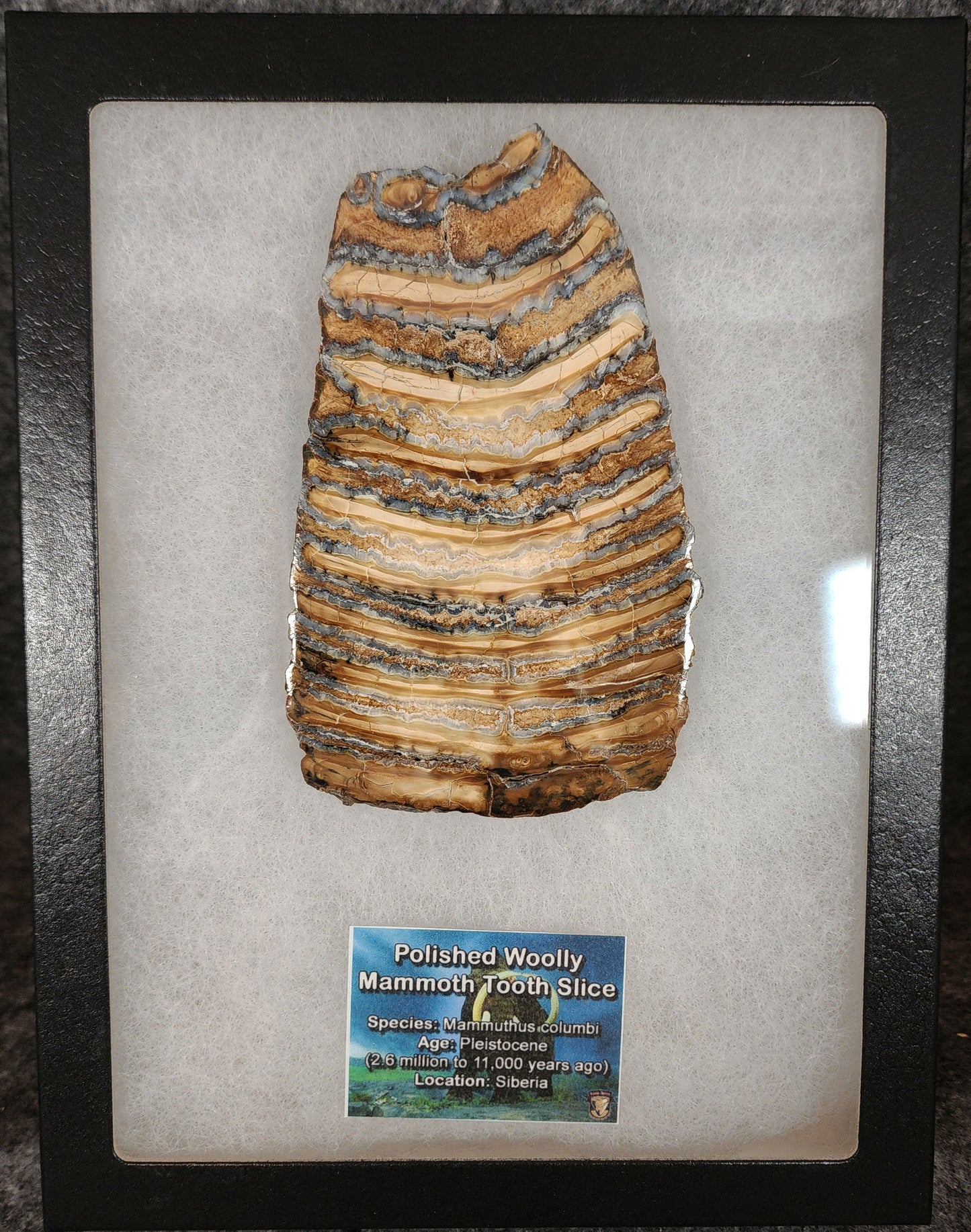 Authentic, 4.63" Polished Mammoth Tooth Slice - Siberia