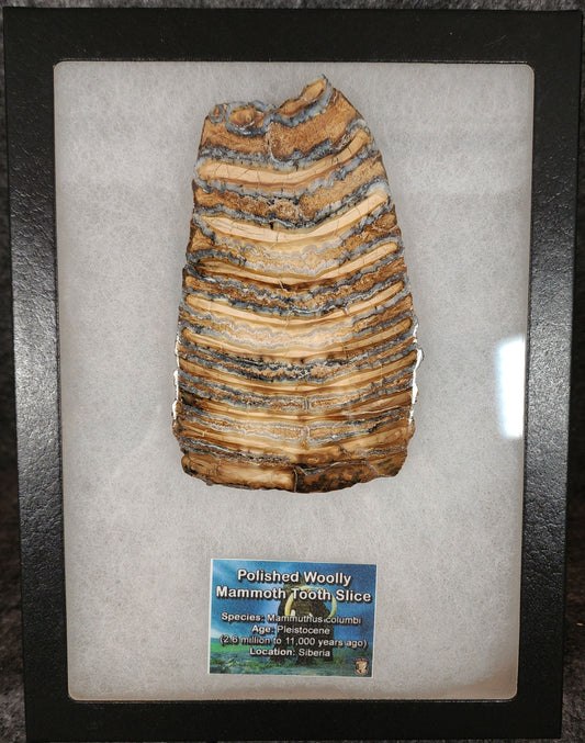 Authentic, 4.63" Polished Mammoth Tooth Slice - Siberia