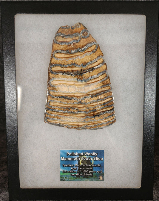 Authentic, 4.41" Polished Mammoth Tooth Slice - Siberia
