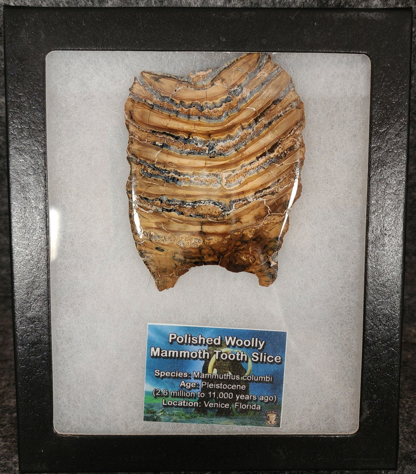 Authentic, 3.21" Polished Mammoth Tooth Slice - Siberia