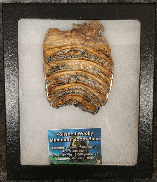 Authentic, 3.34" Polished Mammoth Tooth Slice - Siberia