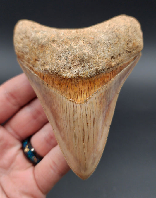 Collector Quality, 4.33" Fossil Megalodon Tooth - Indonesia