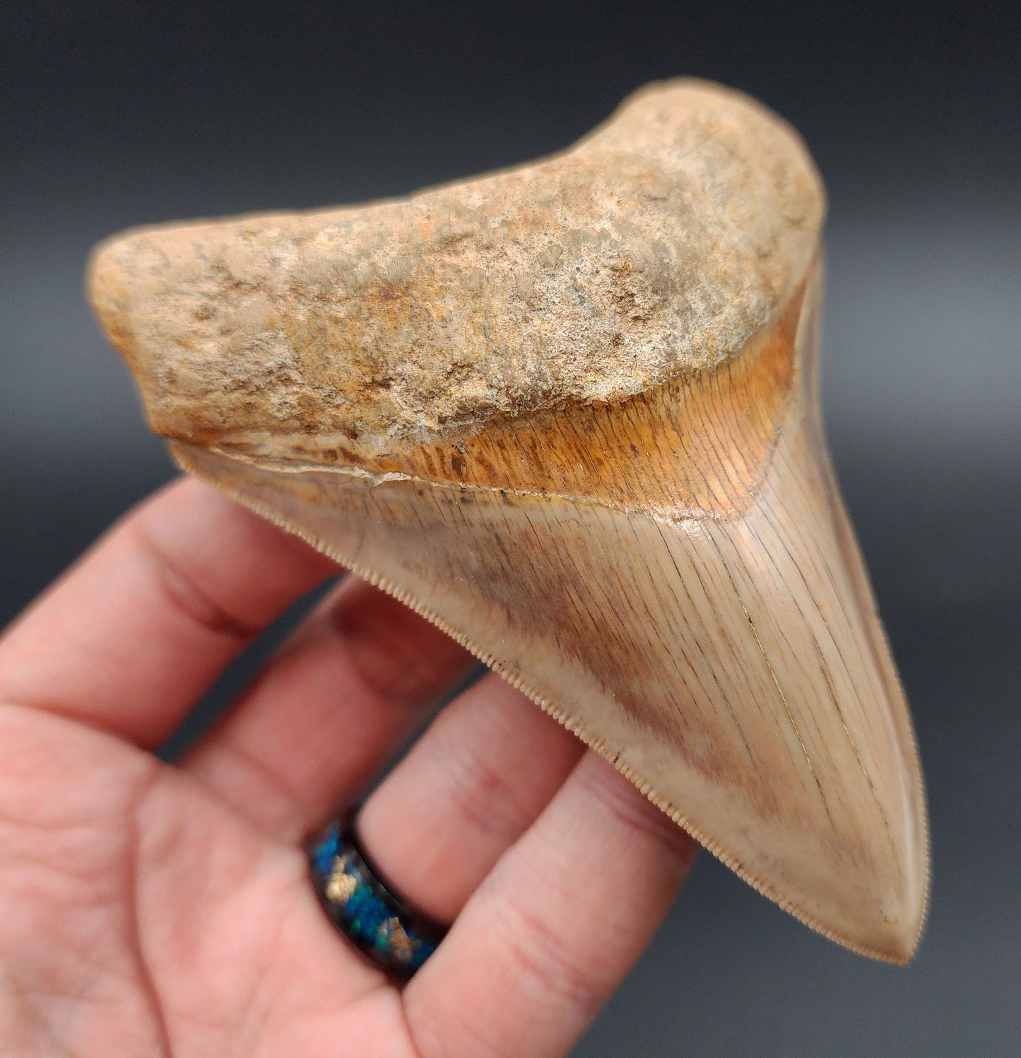 Collector Quality, 4.33" Fossil Megalodon Tooth - Indonesia