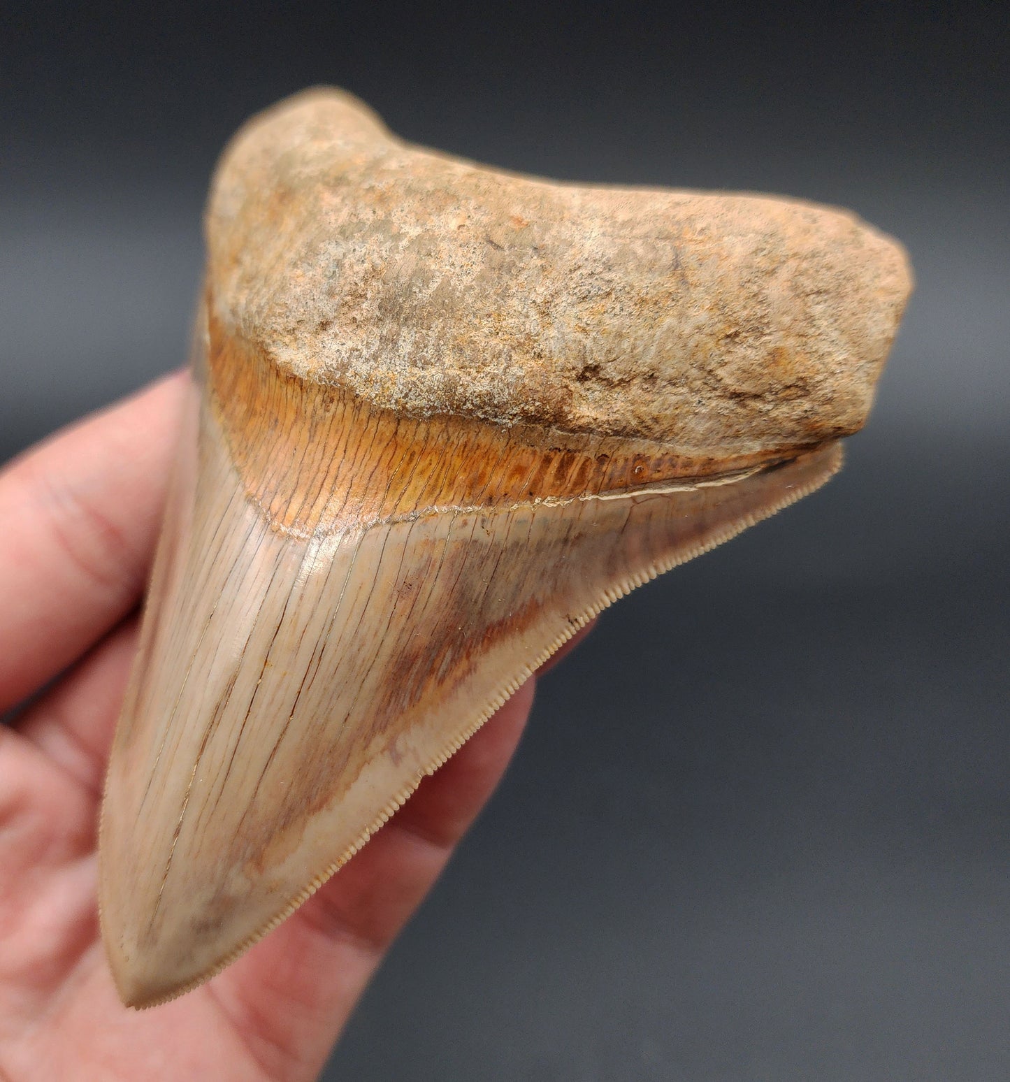 Collector Quality, 4.33" Fossil Megalodon Tooth - Indonesia