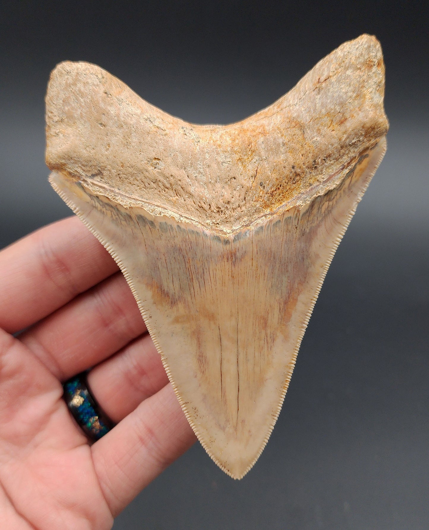 Collector Quality, 4.33" Fossil Megalodon Tooth - Indonesia