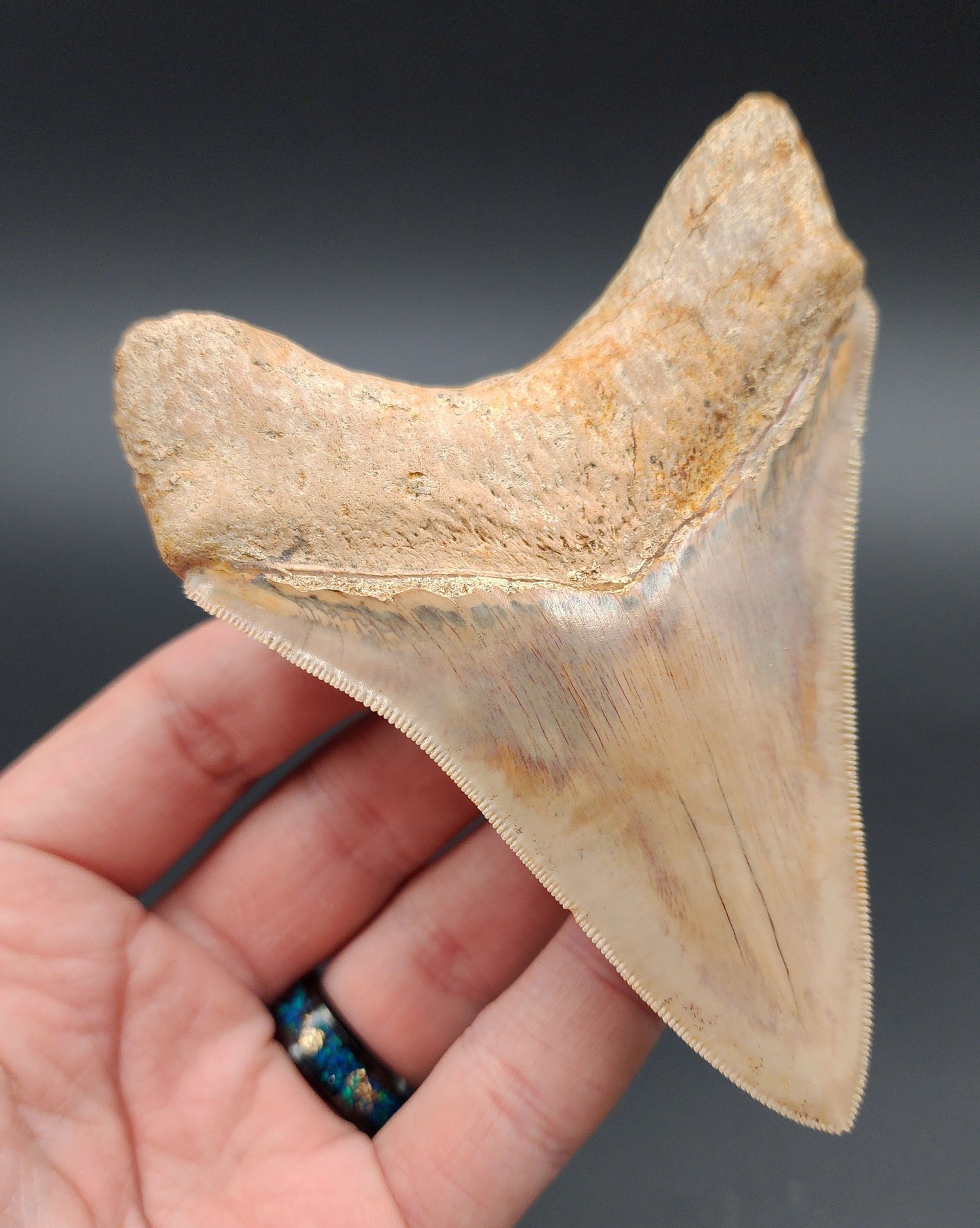 Collector Quality, 4.33" Fossil Megalodon Tooth - Indonesia
