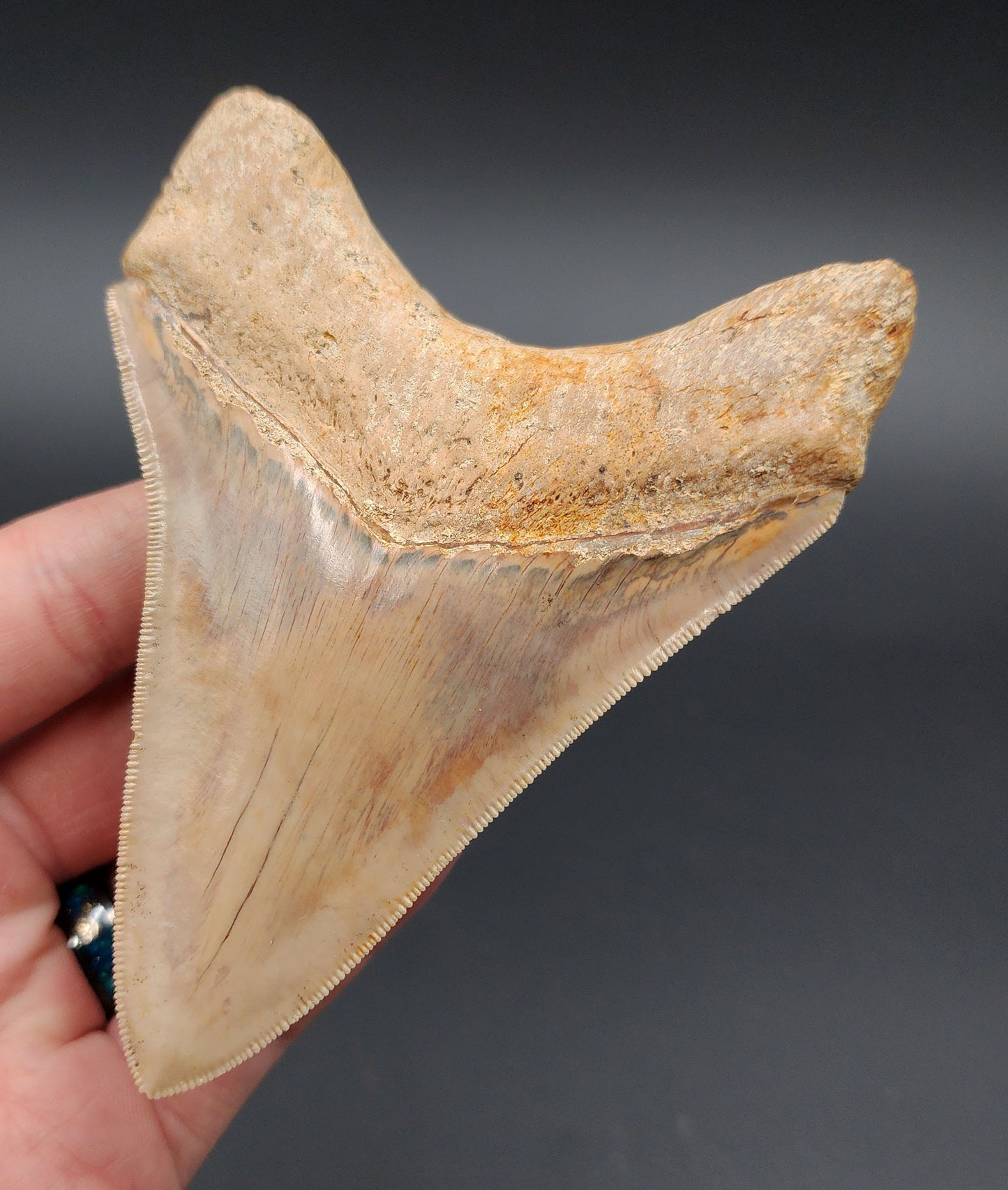 Collector Quality, 4.33" Fossil Megalodon Tooth - Indonesia
